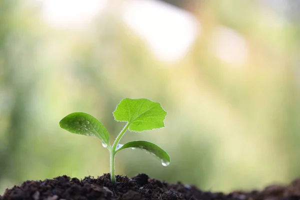 Small Growing Tree Morning Light — Stock Photo, Image