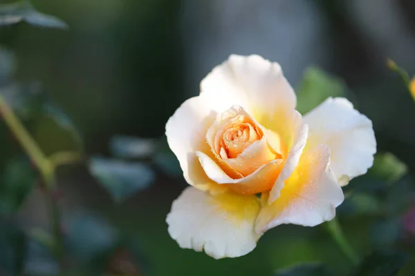 Blooming Yellow White Rose — Stock Photo, Image