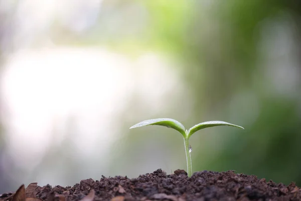 清晨生长的嫩绿色植物 — 图库照片