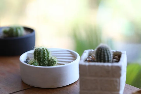 Petit Cactus Pots Blancs Extérieur — Photo