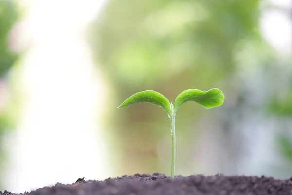 Junge Grüne Pflanzen Wachsen Morgen — Stockfoto