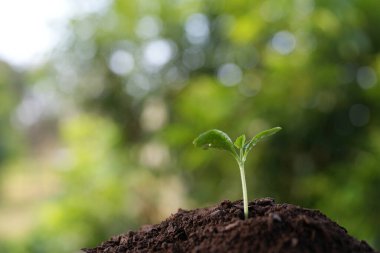 Makro küçük balkabağı filizleri görünür su damlacıklarıyla büyüyor.