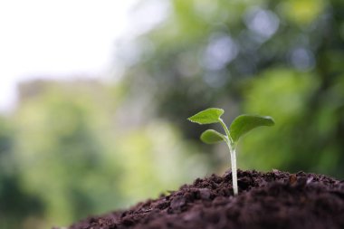 Sonbahar balkabağı makro filizi yakın plan.
