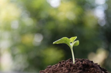 Balkabağı filizi Sonbahar bahçesinde büyümeye başlıyor