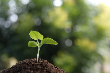 Erken dönem balkabağı bitkisi filizleniyor.