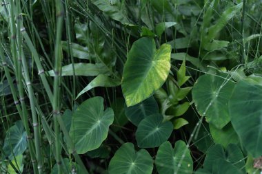 Nemli örümcek ağlarıyla tropikal bir ormanda dev filodendron yaprağı dokusu