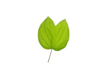 Bauhinia acuminata, Orkide Ağacı desenli beyaz yalıtılmış arka plan, tropik güneydoğu Asya 'ya özgü..