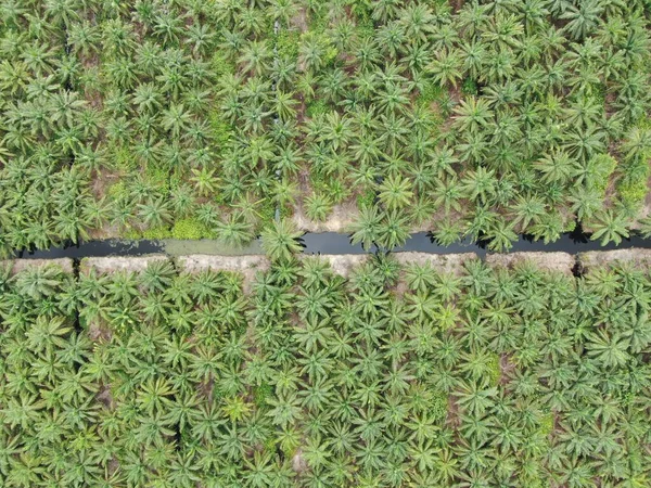 Die Palmölplantagen Von Sarawak Der Insel Borneo Malaysia — Stockfoto