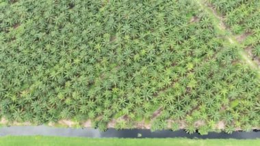 Sarawak 'taki Palm Oil Konutları, Borneo Adası, Malezya