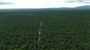 Sarawak 'taki Palm Oil Konutları, Borneo Adası, Malezya