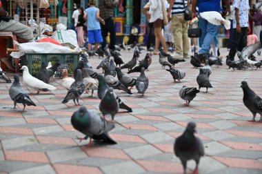 Selangor, Malezya - 15 Eylül 2025: Birçok güvercinle Batu Mağara Tapınağı ve Turist Çekimi