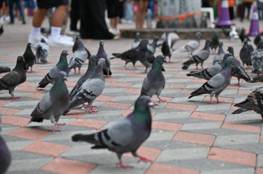 Selangor, Malezya - 15 Eylül 2025: Birçok güvercinle Batu Mağara Tapınağı ve Turist Çekimi