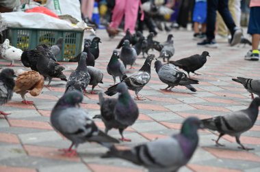 Selangor, Malezya - 15 Eylül 2025: Birçok güvercinle Batu Mağara Tapınağı ve Turist Çekimi