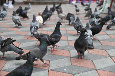 Selangor, Malezya - 15 Eylül 2025: Birçok güvercinle Batu Mağara Tapınağı ve Turist Çekimi