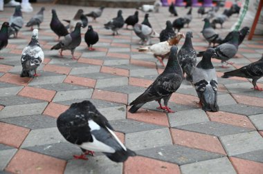 Selangor, Malezya - 15 Eylül 2025: Birçok güvercinle Batu Mağara Tapınağı ve Turist Çekimi