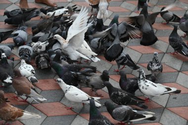 Selangor, Malezya - 15 Eylül 2025: Birçok güvercinle Batu Mağara Tapınağı ve Turist Çekimi