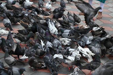 Selangor, Malezya - 15 Eylül 2025: Birçok güvercinle Batu Mağara Tapınağı ve Turist Çekimi