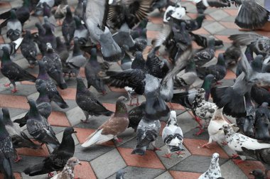 Selangor, Malezya - 15 Eylül 2025: Birçok güvercinle Batu Mağara Tapınağı ve Turist Çekimi