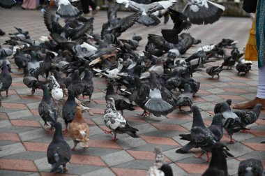 Selangor, Malezya - 15 Eylül 2025: Birçok güvercinle Batu Mağara Tapınağı ve Turist Çekimi