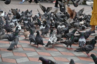 Selangor, Malezya - 15 Eylül 2025: Birçok güvercinle Batu Mağara Tapınağı ve Turist Çekimi