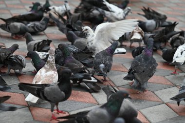 Selangor, Malezya - 15 Eylül 2025: Birçok güvercinle Batu Mağara Tapınağı ve Turist Çekimi