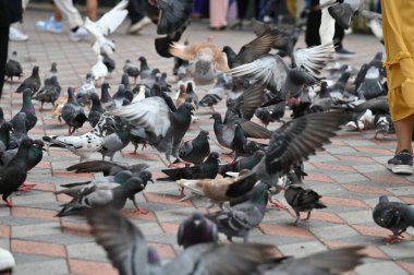 Selangor, Malezya - 15 Eylül 2025: Birçok güvercinle Batu Mağara Tapınağı ve Turist Çekimi