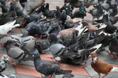 Selangor, Malezya - 15 Eylül 2025: Birçok güvercinle Batu Mağara Tapınağı ve Turist Çekimi