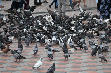 Selangor, Malezya - 15 Eylül 2025: Birçok güvercinle Batu Mağara Tapınağı ve Turist Çekimi