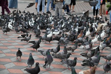 Selangor, Malezya - 15 Eylül 2025: Birçok güvercinle Batu Mağara Tapınağı ve Turist Çekimi