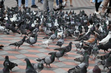 Selangor, Malezya - 15 Eylül 2025: Birçok güvercinle Batu Mağara Tapınağı ve Turist Çekimi