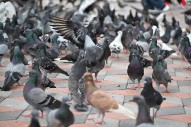 Selangor, Malezya - 15 Eylül 2025: Birçok güvercinle Batu Mağara Tapınağı ve Turist Çekimi