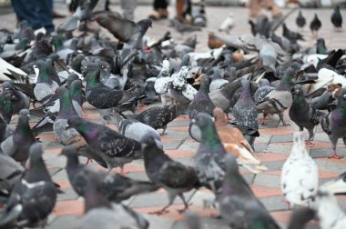 Selangor, Malezya - 15 Eylül 2025: Birçok güvercinle Batu Mağara Tapınağı ve Turist Çekimi