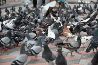 Selangor, Malezya - 15 Eylül 2025: Birçok güvercinle Batu Mağara Tapınağı ve Turist Çekimi