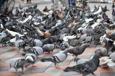 Selangor, Malezya - 15 Eylül 2025: Birçok güvercinle Batu Mağara Tapınağı ve Turist Çekimi