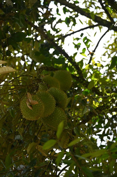 Путраджая, Малайзия - 15 сентября 2025 года: Административная столица Малайзии