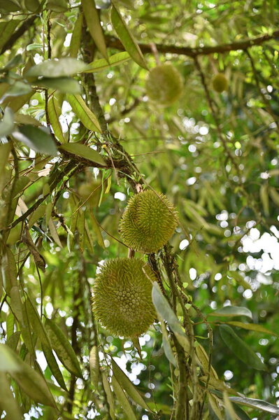 Путраджая, Малайзия - 15 сентября 2025 года: Административная столица Малайзии