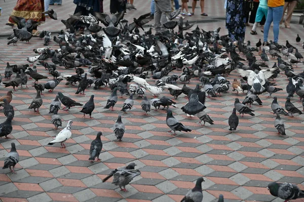 Selangor, Malezya - 15 Eylül 2025: Birçok güvercinle Batu Mağara Tapınağı ve Turist Çekimi