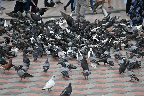 Selangor, Malezya - 15 Eylül 2025: Birçok güvercinle Batu Mağara Tapınağı ve Turist Çekimi