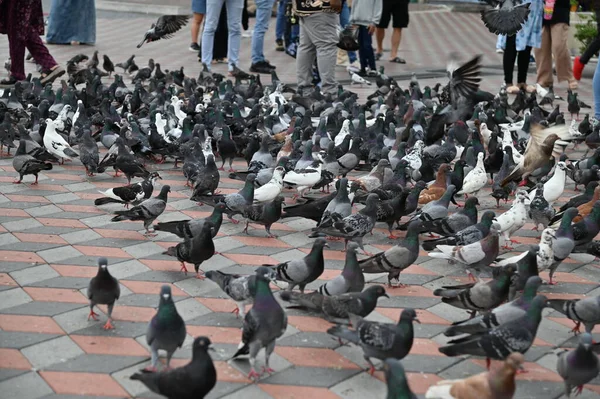 Selangor, Malezya - 15 Eylül 2025: Birçok güvercinle Batu Mağara Tapınağı ve Turist Çekimi