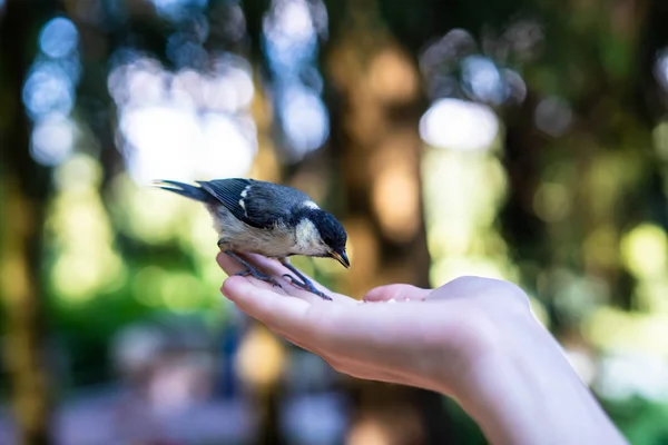 Pájaro Come Las Manos Verano Pájaro Come Grano Las Manos — Foto de Stock