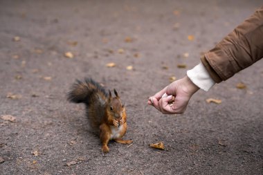 Bir adam elleriyle sincap fındığı besler.