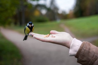 Bir kuş, bir adamın elinde tahıl yer. 