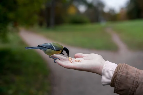 Fågel Äter Säd Mans Hand — Stockfoto