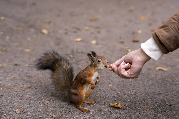 Homem Alimenta Esquilo Nozes Com Mãos — Fotografia de Stock