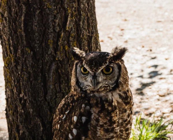 Old Owl Its Seen Owl Infinite — Stock Photo, Image
