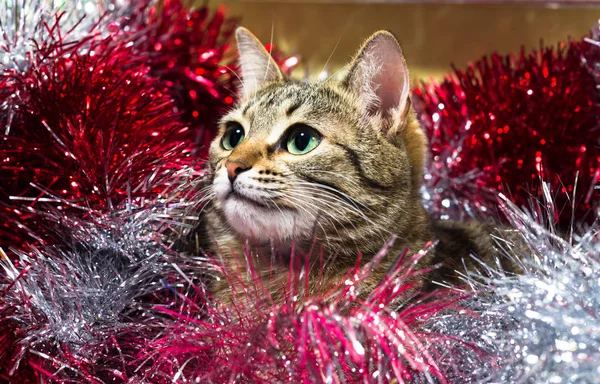 Gatto Selvatico Strisce Fili Lame Natale Foto Natale Capodanno Con — Foto Stock