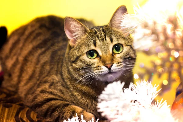 Gatto Selvatico Strisce Fili Lame Natale Foto Natale Capodanno Con — Foto Stock