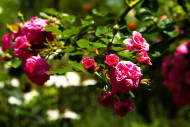 Polyantha gül, küçük pembe gül, metin için ücretsiz yeşil alan. Parlak güneşli bir günde. Site için büyük arka plan.