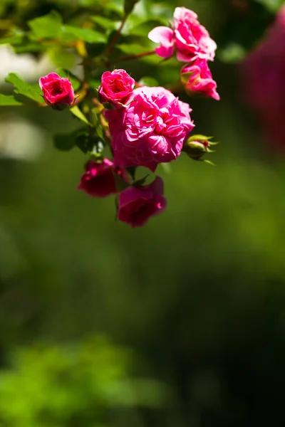 Polyantha roses, small pink roses, free green field for text. Bright sunny day. Great background for the site.