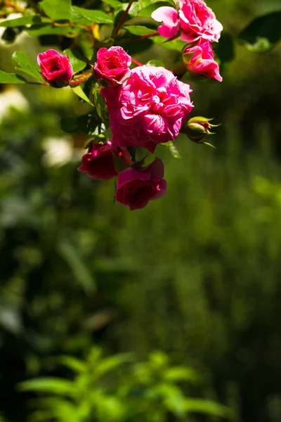 Polyantha roses, small pink roses, free green field for text. Bright sunny day. Great background for the site.